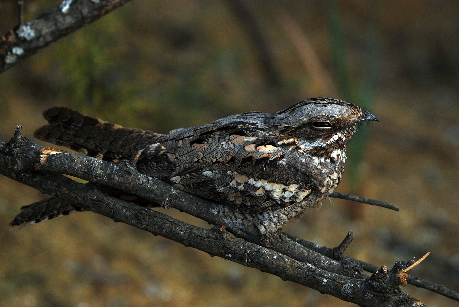 Picture of a european nightjar squinting